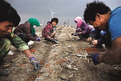 大雨將至，渤海邊的蟹池旁，蟹農(nóng)們不慌不忙地收綁梭子蟹。