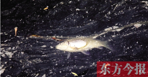 五月九日，鄭州帝湖，漂在黑色的湖面上的死魚