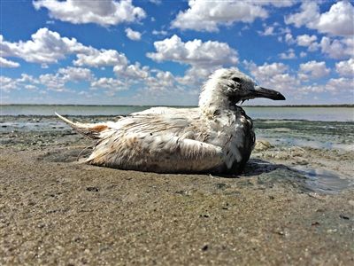 死去的鳥兒達(dá)到200多只，還有鳥兒在湖邊淤泥中掙扎著。