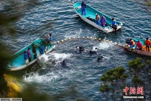 當地時間2014年1月21日，日本太地“海豚灣”，日本漁民圍捕入網的海豚。 據報道，在一年一度的海豚圍捕活動中，已有數百海豚被獵殺。