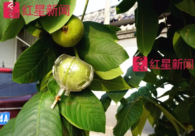 文玩核桃遇冷由幾萬一對(duì)降到5元沒人要？商戶否認(rèn)