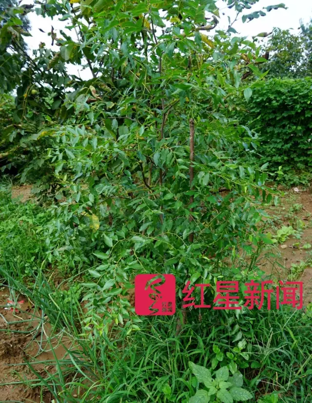 文玩核桃遇冷由幾萬一對(duì)降到5元沒人要？商戶否認(rèn)