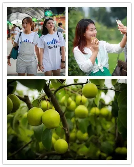 美女與香梨，你更愛哪一個？！