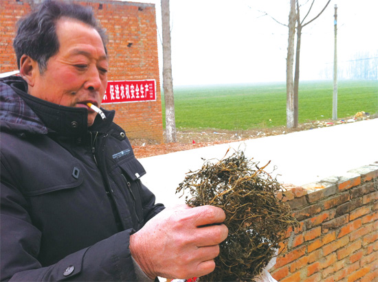 邢瑞亭向記者展示晾曬后的水芹菜，如今這種野菜也成為農(nóng)民餐桌上的香餑餑