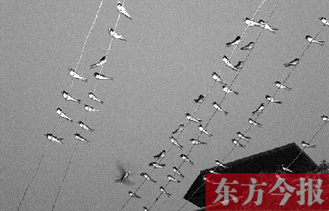 濟(jì)源市克井鎮(zhèn)苗莊村一戶農(nóng)家的晾衣繩上，上百只燕子來做客