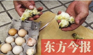 昨天上午，鄭州市紫東苑小區(qū)一住戶家的烏雞蛋竟然孵出了小雞