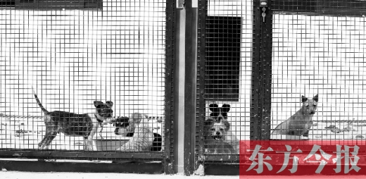 被主人遺棄的小狗暫時寄居在鄭州市犬只收容中心內(nèi)，如果沒有人來認(rèn)領(lǐng)，他們將被處以安樂死