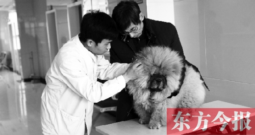 在一家大型寵物醫(yī)院里，生病的狗狗正在接受治療