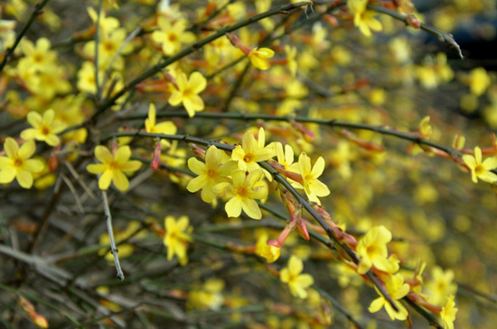 花都鄢陵：陽春三月 賞花正當(dāng)時