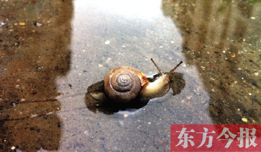 堵車俺不怕，就怕發(fā)大水，這不，一大早蹚水過街，現(xiàn)在已經(jīng)是下午了，俺還在馬路中間呢