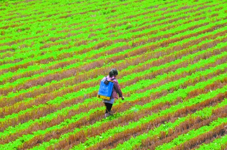 6月28日，內(nèi)黃縣東莊鎮(zhèn)馬固村農(nóng)民在花生地里噴施農(nóng)藥。