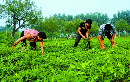 7月16日，內(nèi)黃縣后河鎮(zhèn)余莊村村民在花生地里除草。