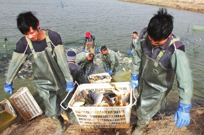 3月18日，漁民在溫縣黃河鯉魚生態(tài)養(yǎng)殖基地捕魚，近日，溫縣3000畝黃河鯉魚生態(tài)養(yǎng)殖基地的頭茬魚開始
