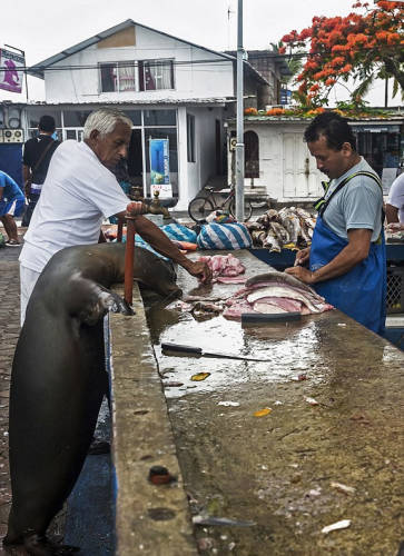 海獅變魚攤?？?排隊“購買”金槍魚