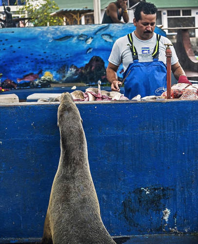 海獅變魚攤?？?排隊“購買”金槍魚