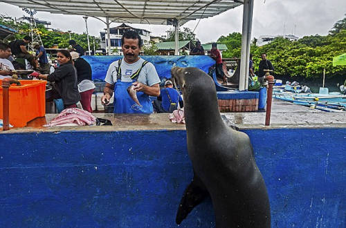海獅變魚攤?？?排隊“購買”金槍魚
