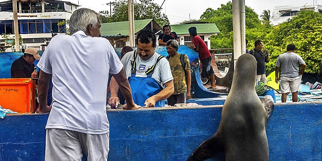 海獅變魚攤?？?排隊“購買”金槍魚