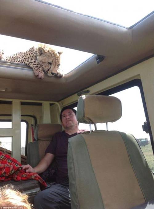 四目相對(duì) 獵豹車頂天窗伸頭凝視旅客
