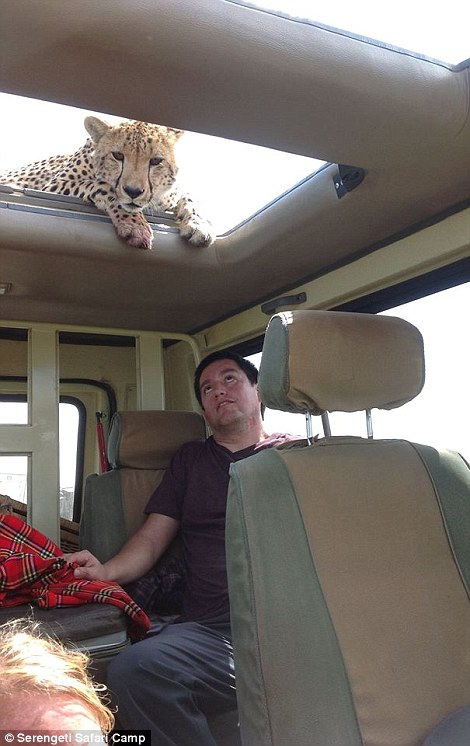 四目相對(duì) 獵豹車頂天窗伸頭凝視旅客