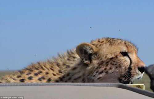 四目相對(duì) 獵豹車頂天窗伸頭凝視旅客