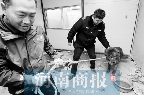 麻藥起作用后，這只藏獒被執(zhí)法人員控制