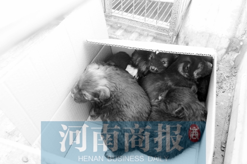 一家只能養(yǎng)一只狗，多余的被暫扣