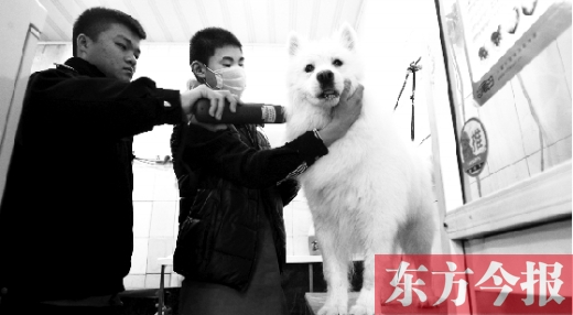 昨天，鄭州城管首次進寵物店清查無證犬只