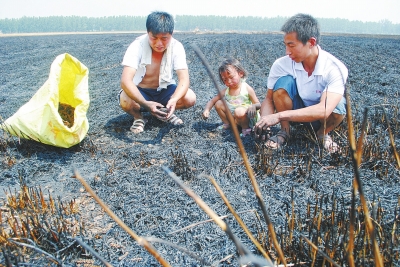 　村民為挽回一點(diǎn)損失，只得撿拾一些燒焦的麥穗。