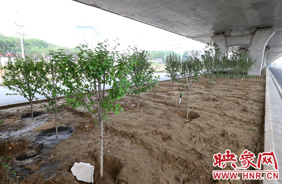 西三環(huán)淮河路立交橋下,新栽種的六七十棵枇杷樹。