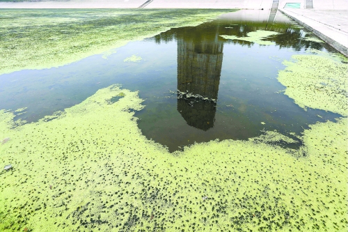幾近干涸、臭氣熏天、長滿水草的東風(fēng)渠，已不見往日容顏　 記者 侯建勛/攝