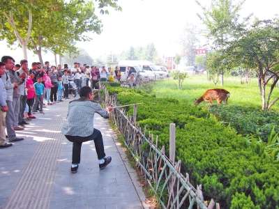 工作人員悄悄走近梅花鹿，準(zhǔn)備發(fā)射麻醉針。