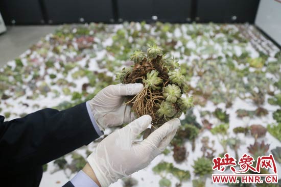 這些被截獲的多肉植物郵件面單上的品名大多申報(bào)為“禮物”、“衣服”等，屬于瞞報(bào)行為。