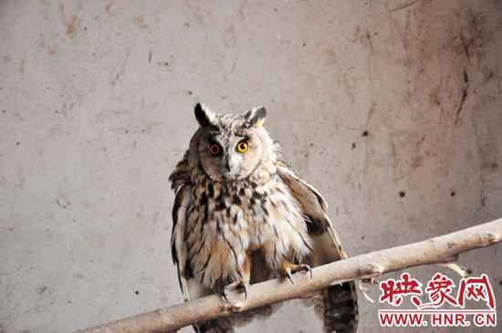 據(jù)了解，長(zhǎng)耳鸮屬于夜行動(dòng)物，是一種益鳥(niǎo)，主要捕食鼠類(lèi)。