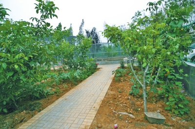 路兩邊是核桃樹，而路的盡頭救助野生鳥類的籠子，鴨子和鵝占了鵲巢
