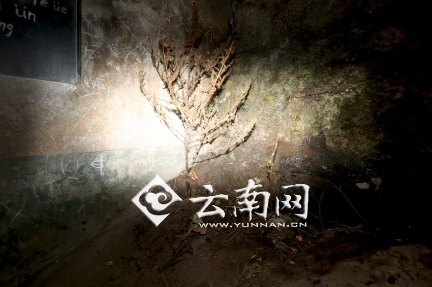 　教室里沒有燈，光線太暗，村民便種下了野蘇麻，希望教室有綠色，讓孩子們看到“希望”。 徐弘毅 攝