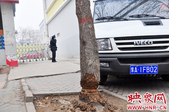 據(jù)了解，這棵樹在一家名叫“蝸牛之家”賓館專用停車場的出口處的南側(cè)，與北側(cè)的另外一棵白蠟樹有三四米的距