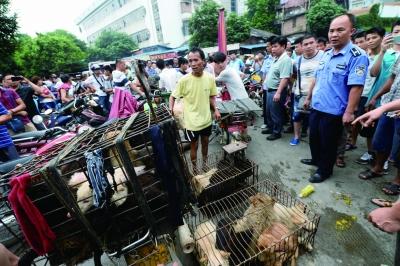 今天是廣西玉林狗肉節(jié)，市場上的攤販增加了數(shù)倍，城管也出動對市場上的占道行為進行規(guī)范 記者 劉暢 攝