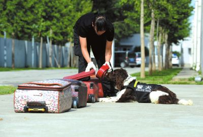 搜油犬正在進(jìn)行日常訓(xùn)練。
