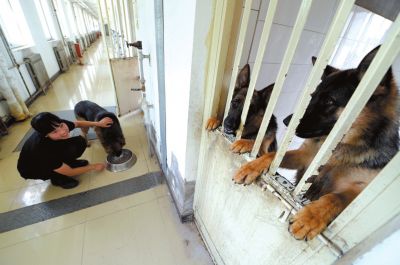 馴犬員給搜油犬準(zhǔn)備晚餐。