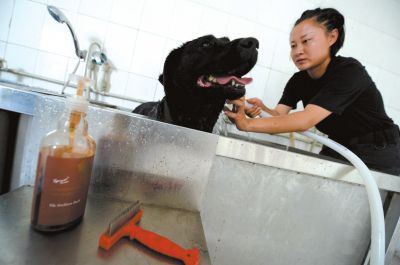 天熱時(shí),搜油犬會(huì)天天洗澡。