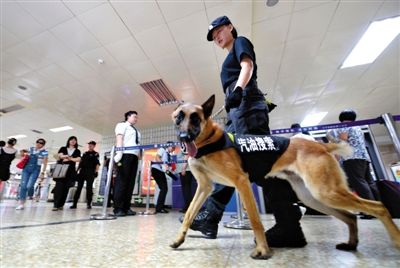 地鐵王府井站搜汽油警犬在安檢口巡邏。新京報(bào)記者 王貴彬 攝