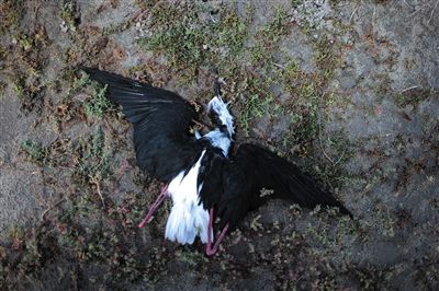死去的鳥(niǎo)兒達(dá)到200多只，還有鳥(niǎo)兒在湖邊淤泥中掙扎著。
