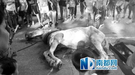 死馬拉的車。 游客圍觀死馬。游客供圖