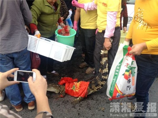 鱷魚被車主抓到。
