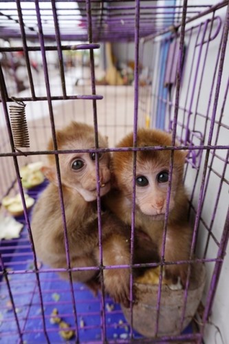 獼猴、麂子、白鷴、果子貍、豪豬、豺狗、熊、竹鼠等國(guó)家保護(hù)野生動(dòng)物或?yàn)l危物種，在此成為各路食客的盤中餐