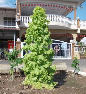 馬口親善花園居民李亞德種出“高人一等”的生菜，這棵3英尺高的生菜好像圣誕樹，令人稱奇。