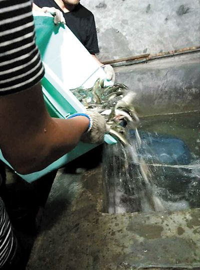 主人將撈上來的魚放進魚池。