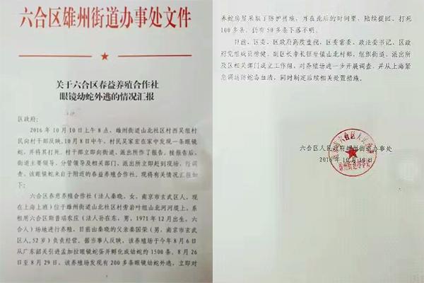 交匯點10月10日消息， 10日晚上，一則消息在南京人的朋友圈和微信群里瘋傳，網(wǎng)傳消息稱：六合雄州街道山北村一個農莊私自養(yǎng)眼鏡蛇，幾天前突然跑出來了，估計二三百條。交匯點記者向六合區(qū)委宣傳部相關人士求證，證實了此事確實發(fā)生。