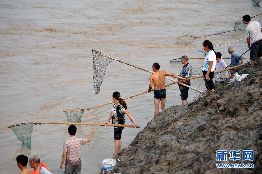 7月6日,在山西省平陸縣黃河岸邊,人們在河邊捕撈黃河“流魚”。
