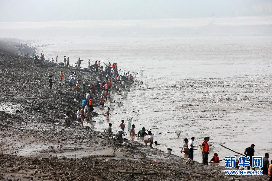 7月6日,在山西省平陸縣黃河岸邊,人們在河邊捕撈黃河“流魚”。